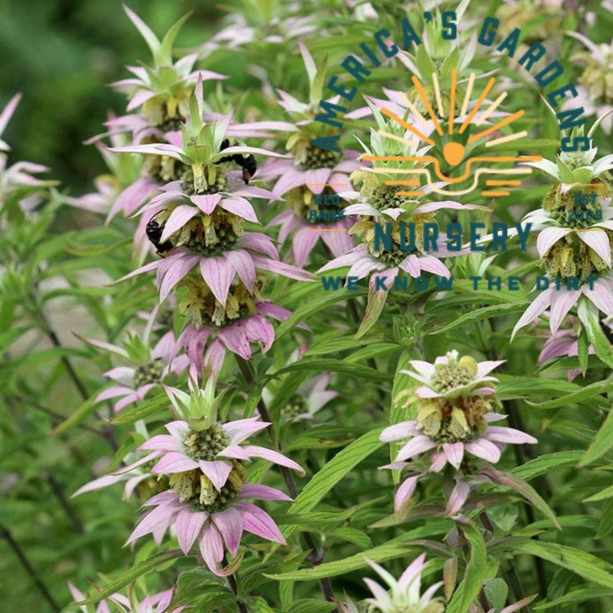 Spotted Bee Balm - America's Gardens Nursery