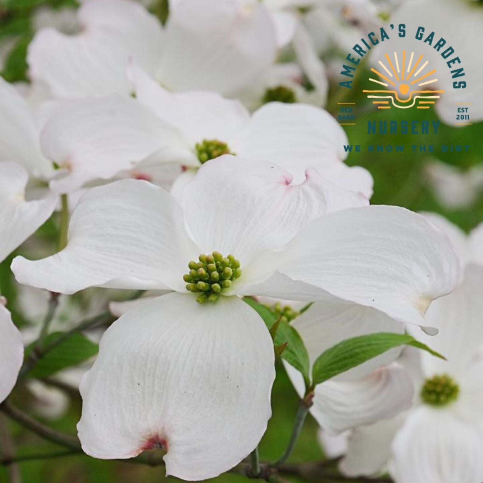 Spring Grove Dogwood - America's Gardens Nursery