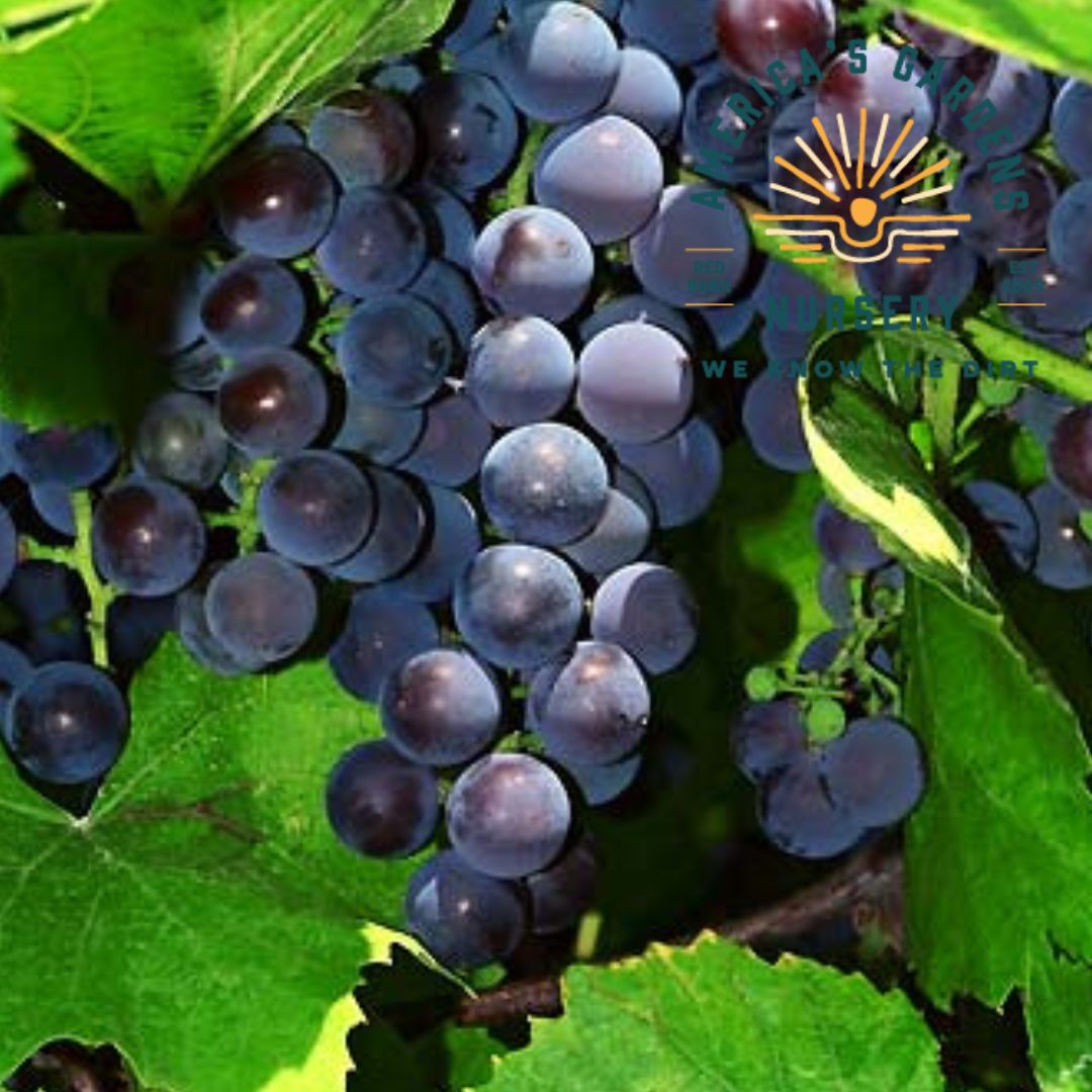 St Croix Grape Vine - America's Gardens Nursery