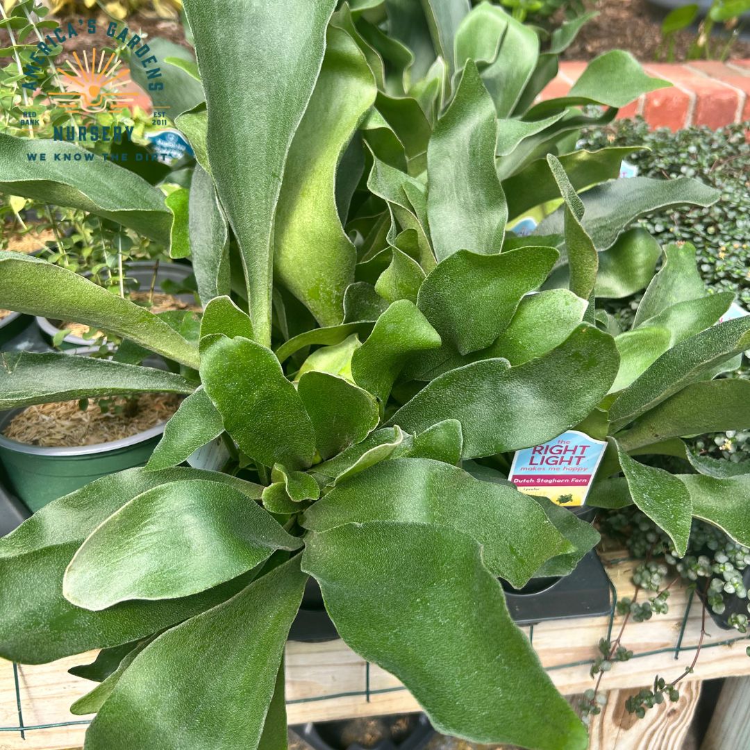 Staghorn Fern - America's Gardens Nursery