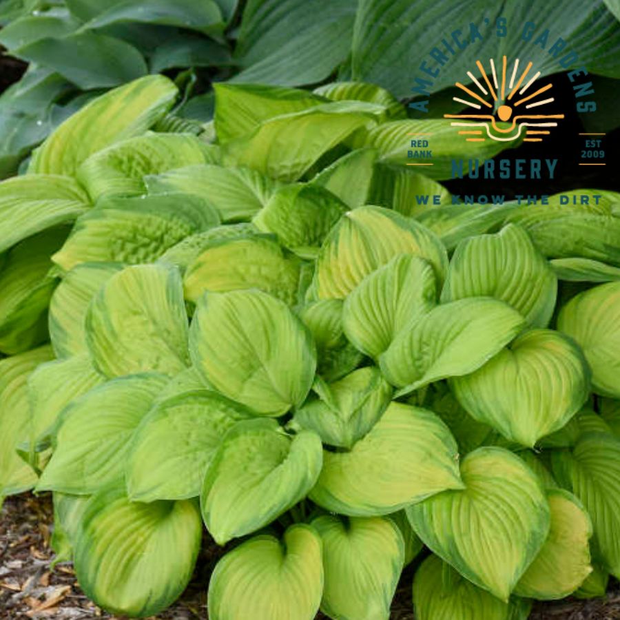 Stained Glass Hosta - America's Gardens Nursery