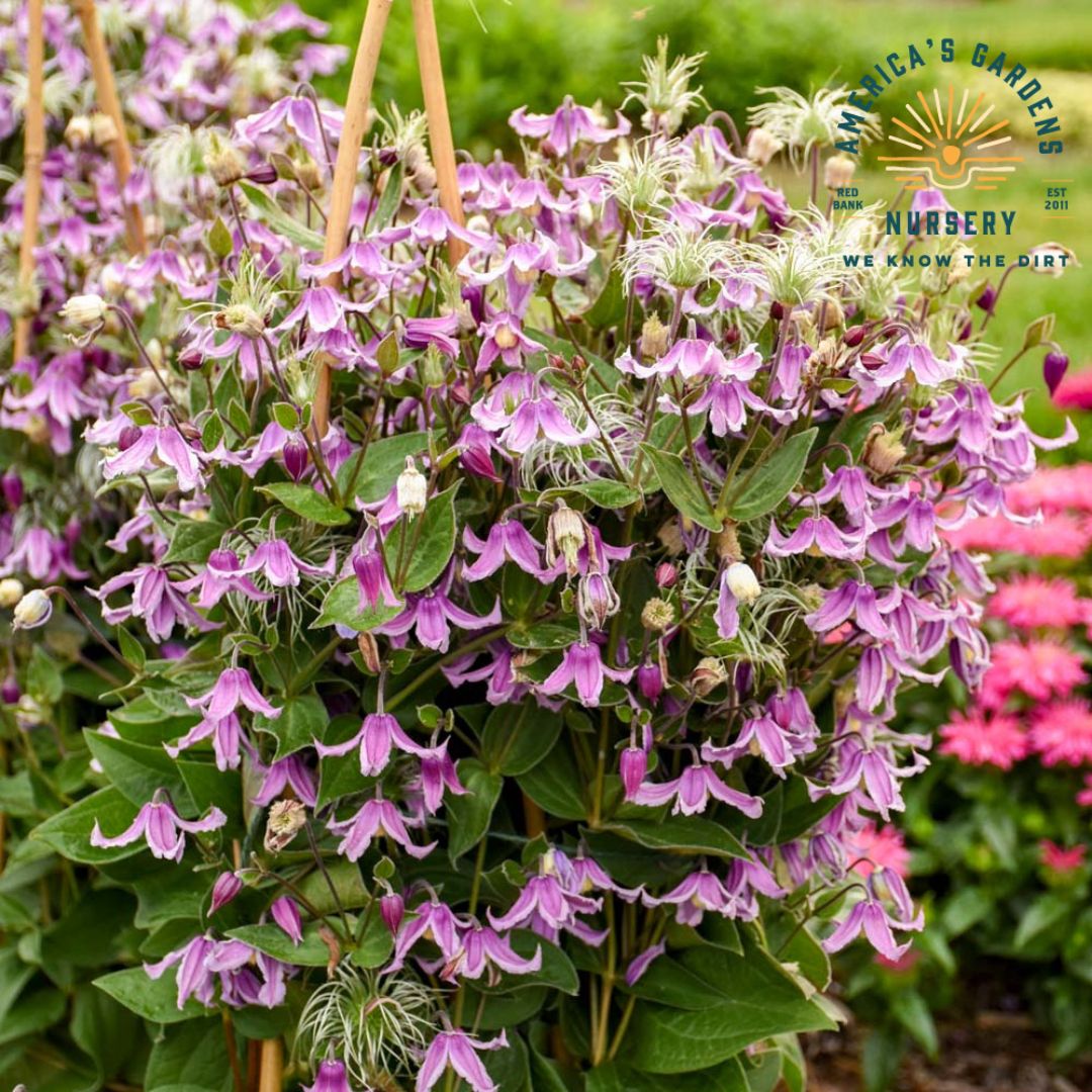 Stand By Me Clematis - America's Gardens Nursery