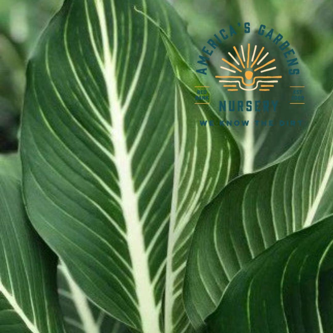 Sterling Dieffenbachia - America's Gardens Nursery