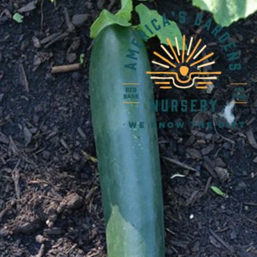 Straight Eight Cucumber Plant - America's Gardens Nursery