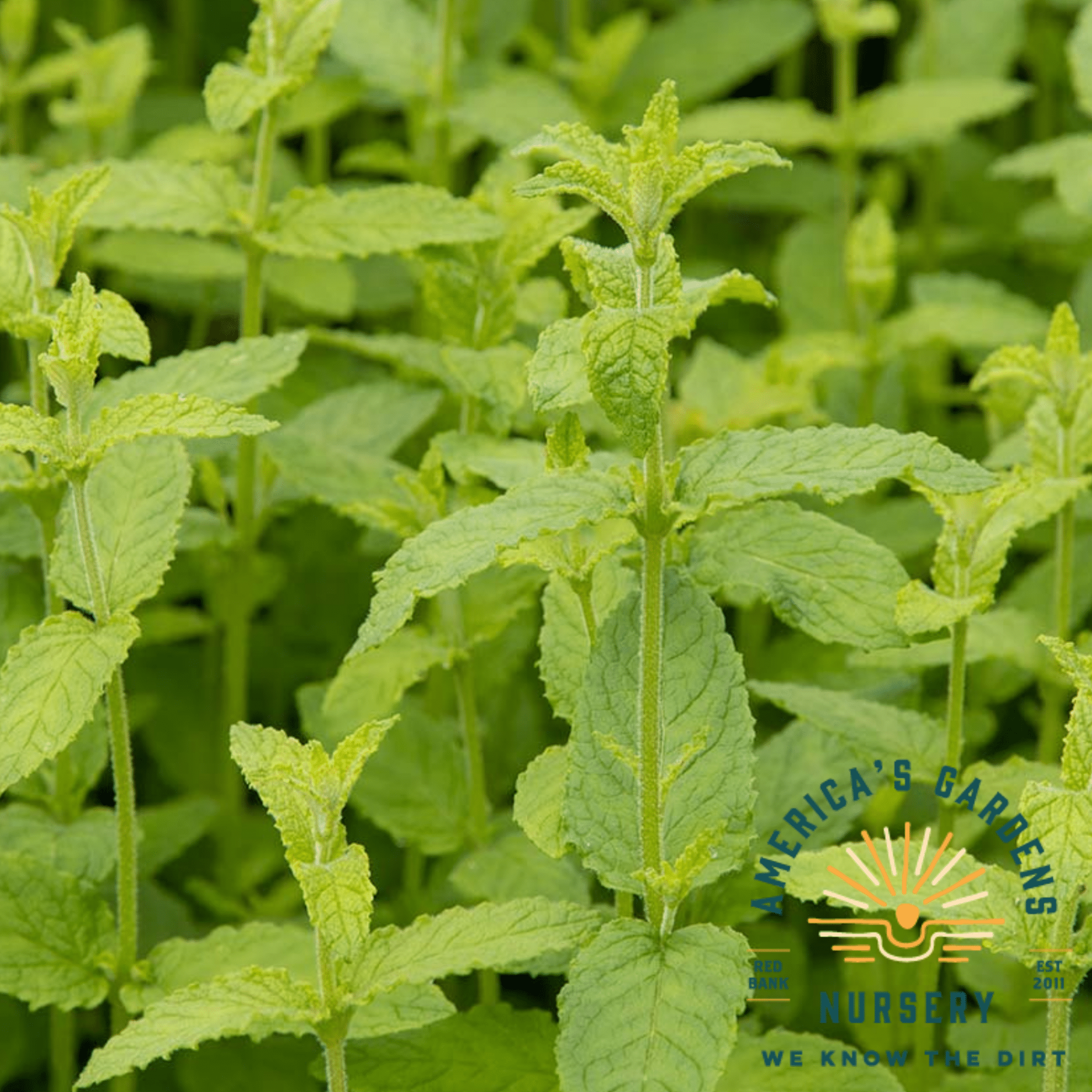Strawberry Mint - America's Gardens Nursery