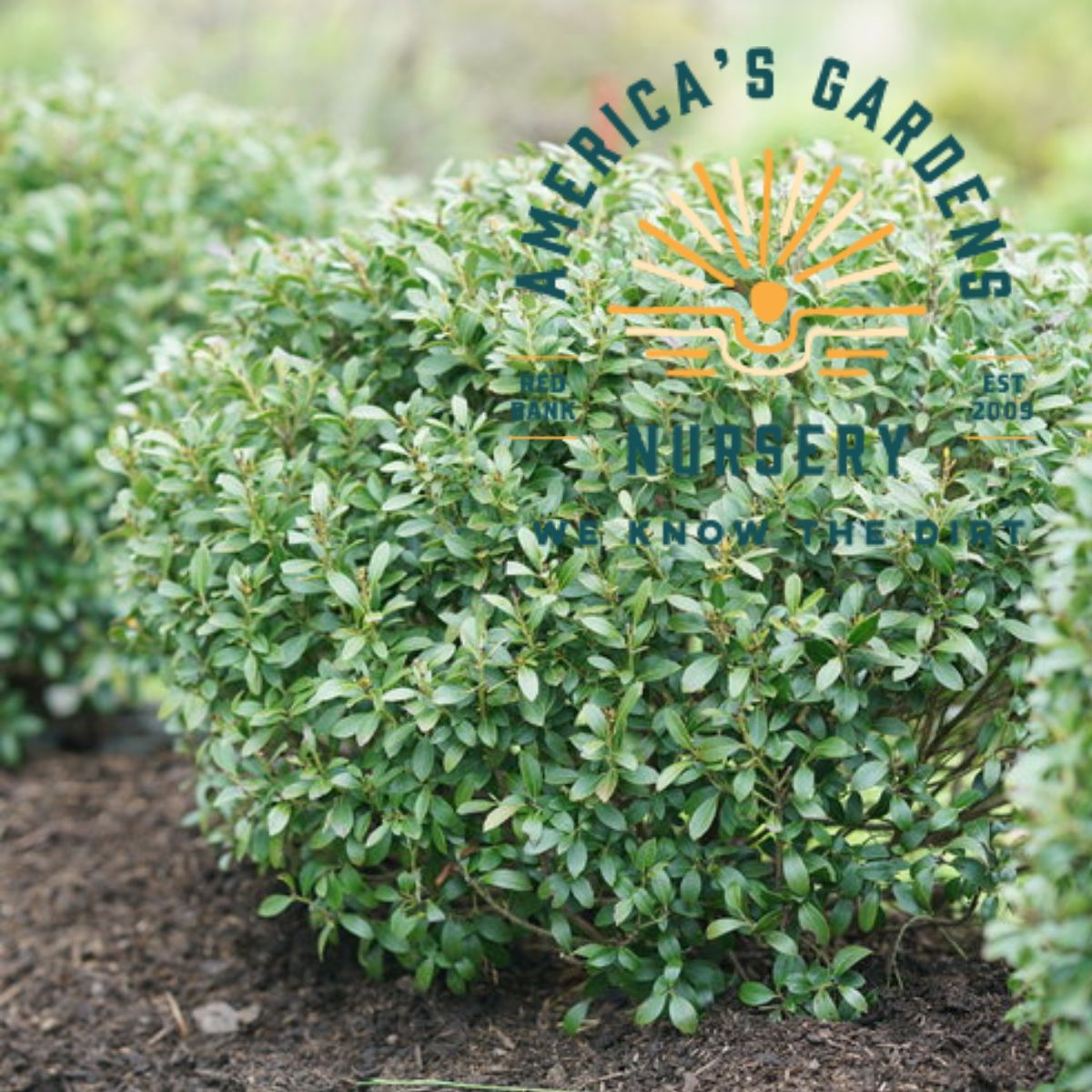 Strongbox Inkberry Holly - America's Gardens Nursery