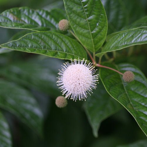 Sugar Shack Buttonbush - America's Gardens Nursery