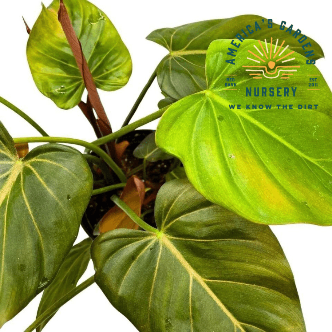 Summer Glory Philodendron - America's Gardens Nursery