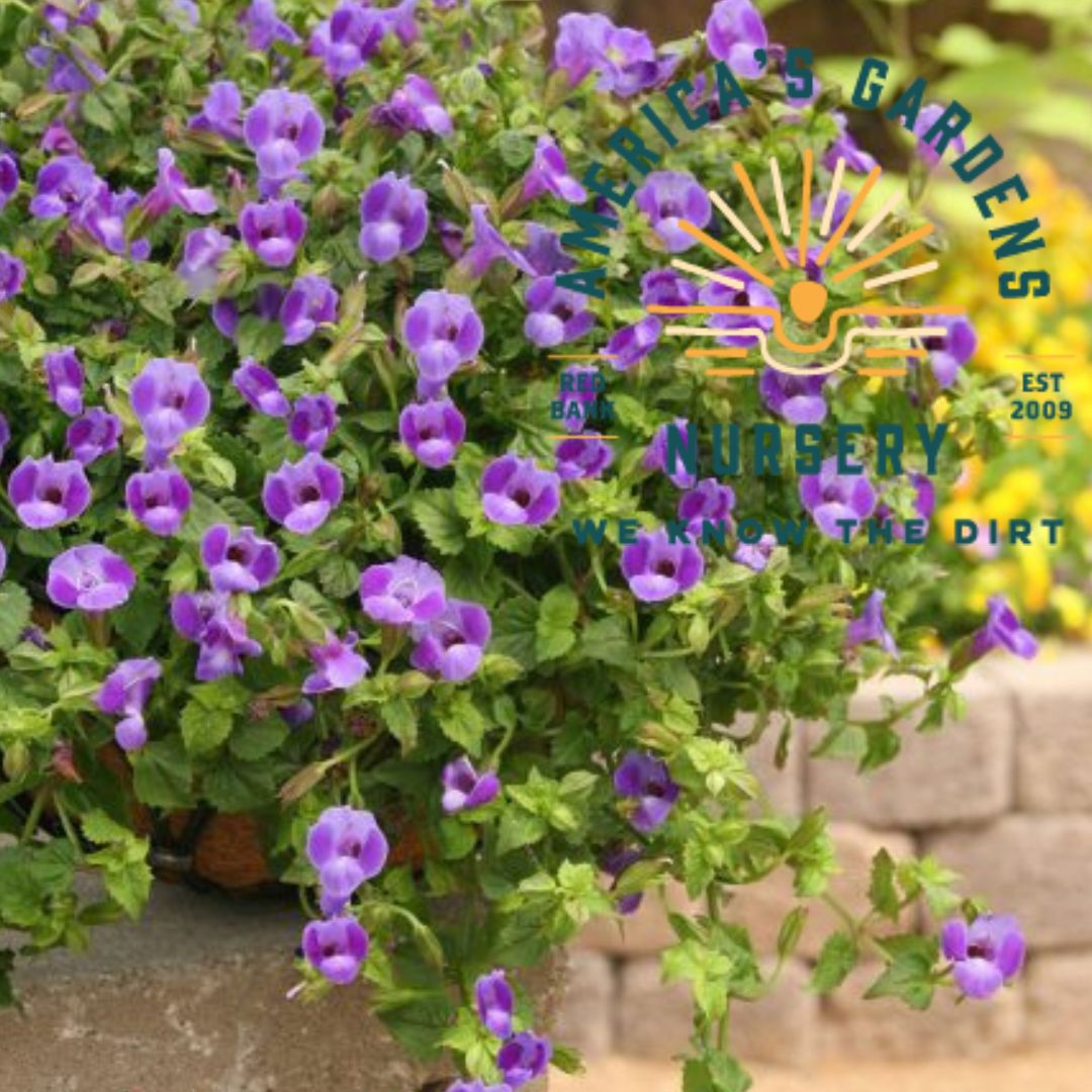 Summer Wave Large Torenia - America's Gardens Nursery