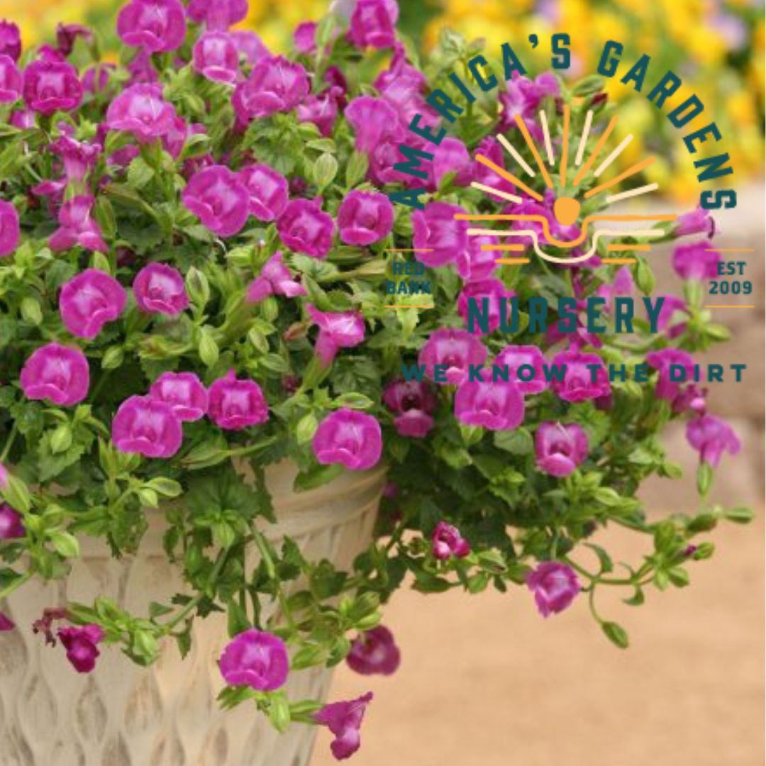 Summer Wave Large Torenia - America's Gardens Nursery
