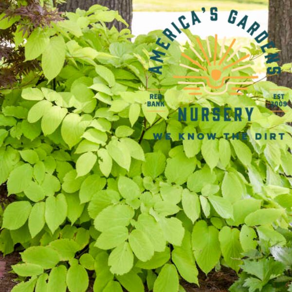 Sun King Aralia - America's Gardens Nursery