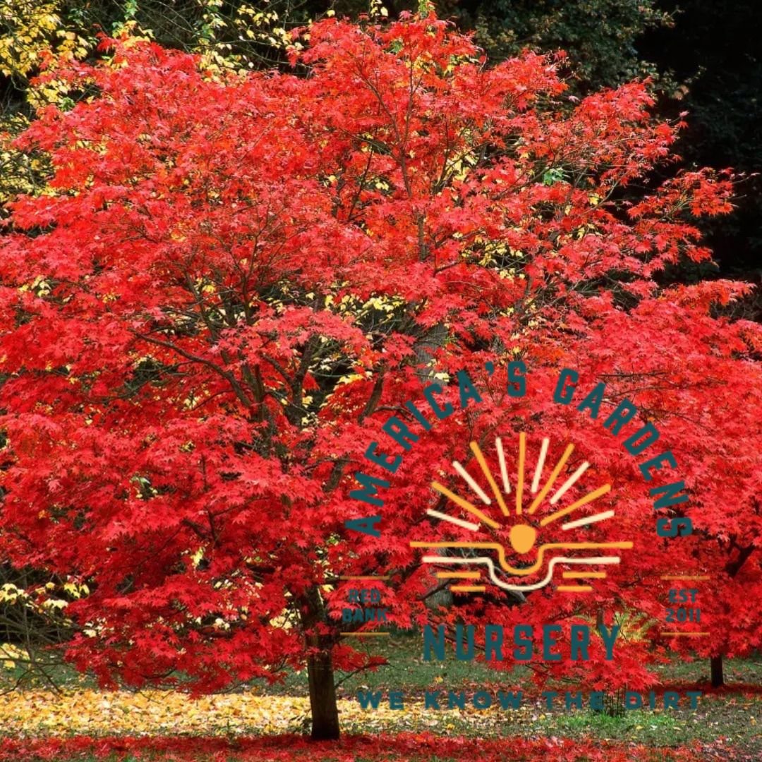 Sun Valley Maple Tree - America's Gardens Nursery