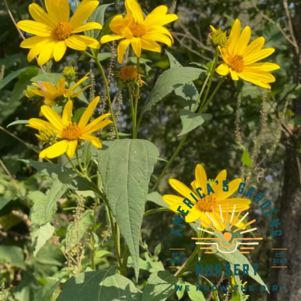 Sunchoke (Jerusalem Artichoke) - America's Gardens Nursery