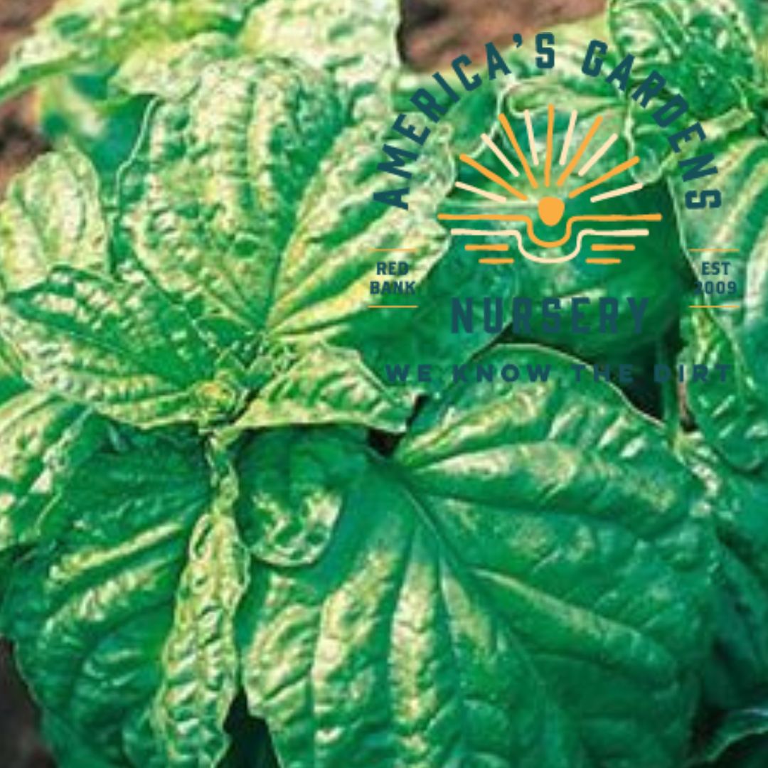 Sweet Nufar Basil - America's Gardens Nursery
