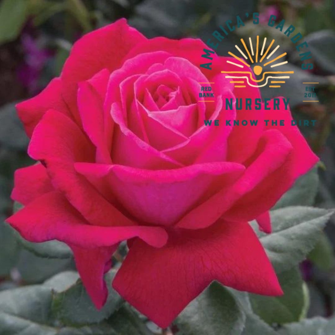 Sweet Spirit Rose Bush - America's Gardens Nursery