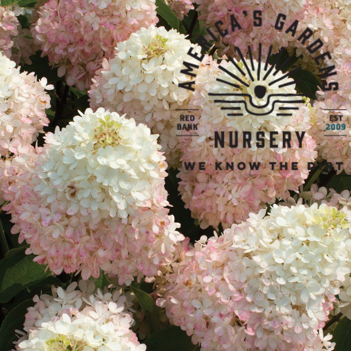 Sweet Starlight Hydrangea - America's Gardens Nursery