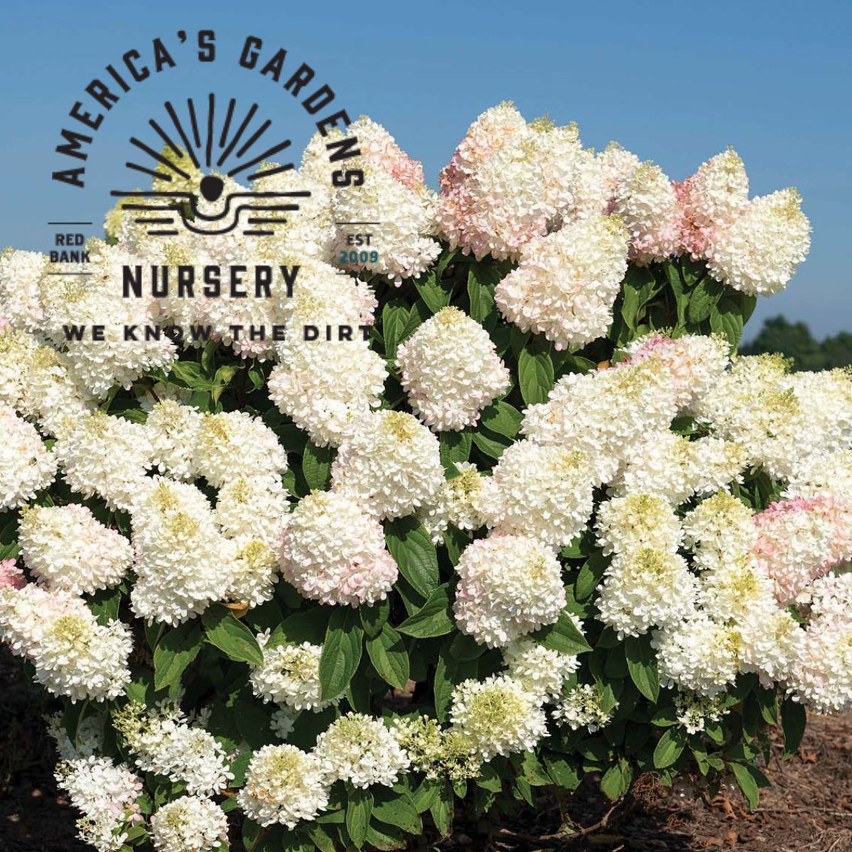 Sweet Starlight Hydrangea - America's Gardens Nursery