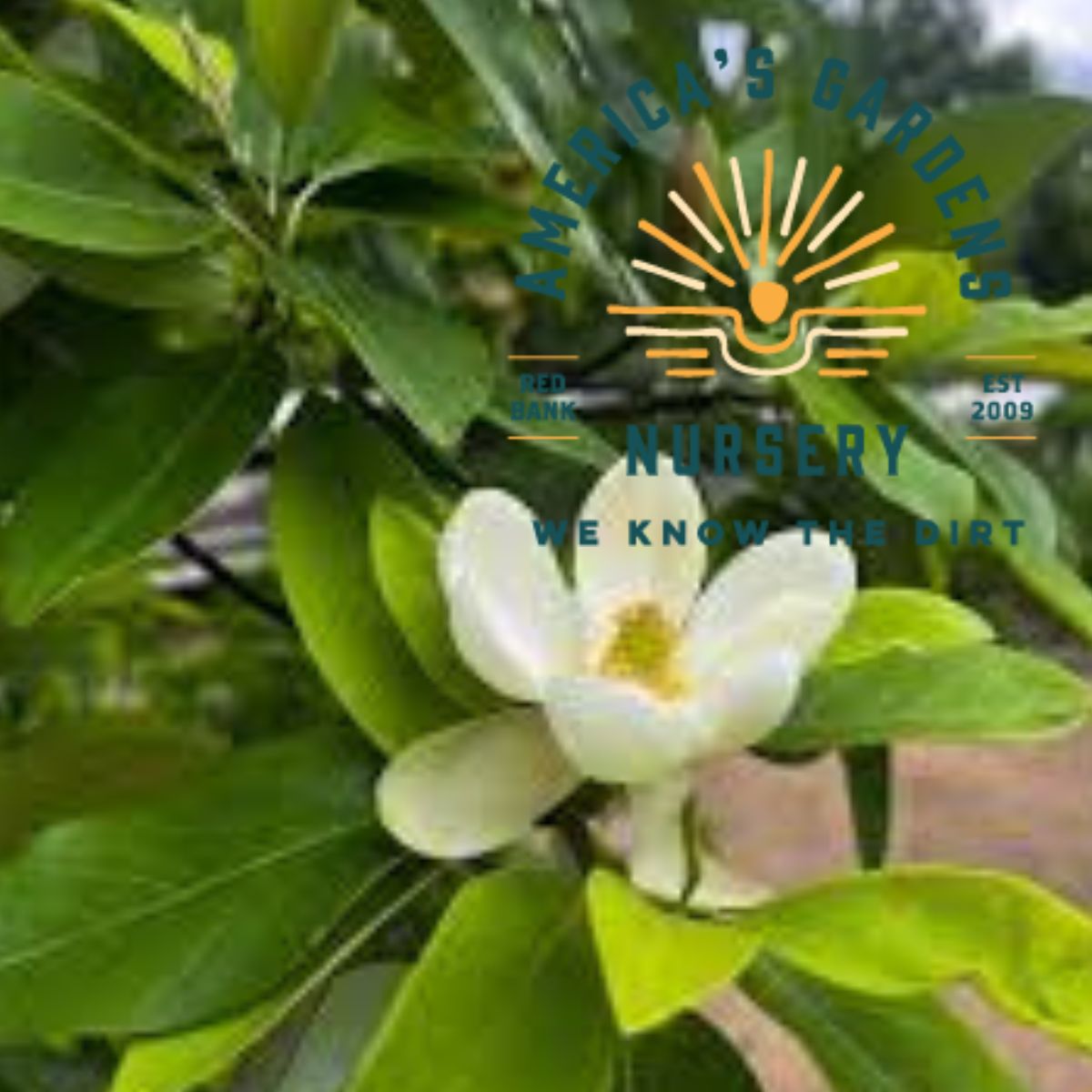 Sweetbay Magnolia - America's Gardens Nursery