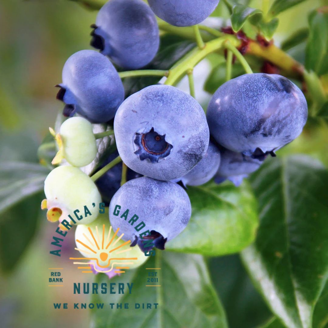 Sweetheart Hybrid Blueberry - America's Gardens Nursery