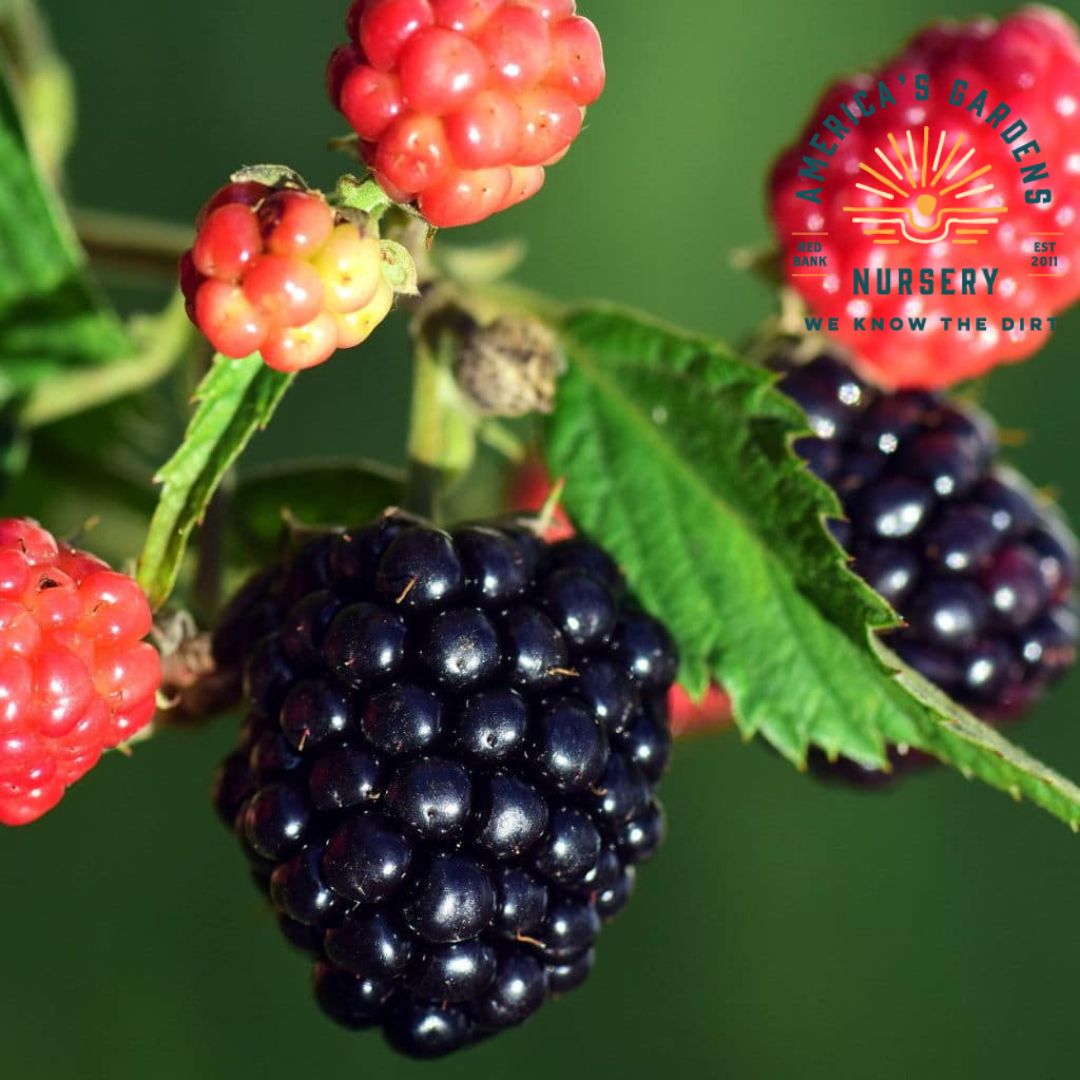 Sweetie Pie Blackberry Plant - America's Gardens Nursery