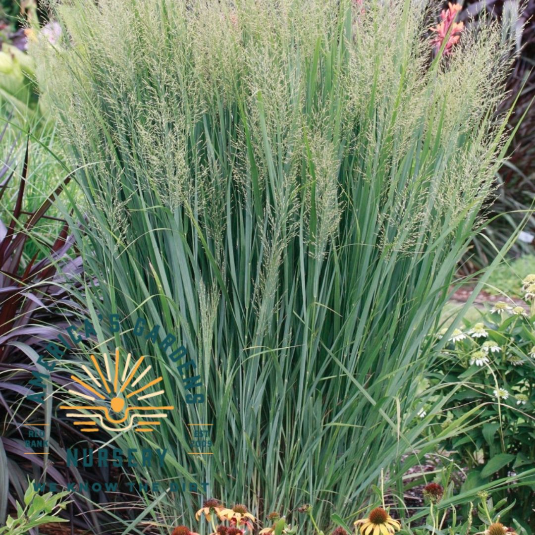 Switchgrass, Northwind Ornamental - America's Gardens Nursery