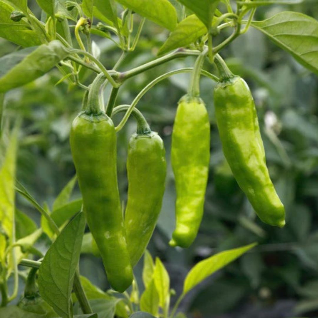 Takara Shishito Pepper Plant - America's Gardens Nursery