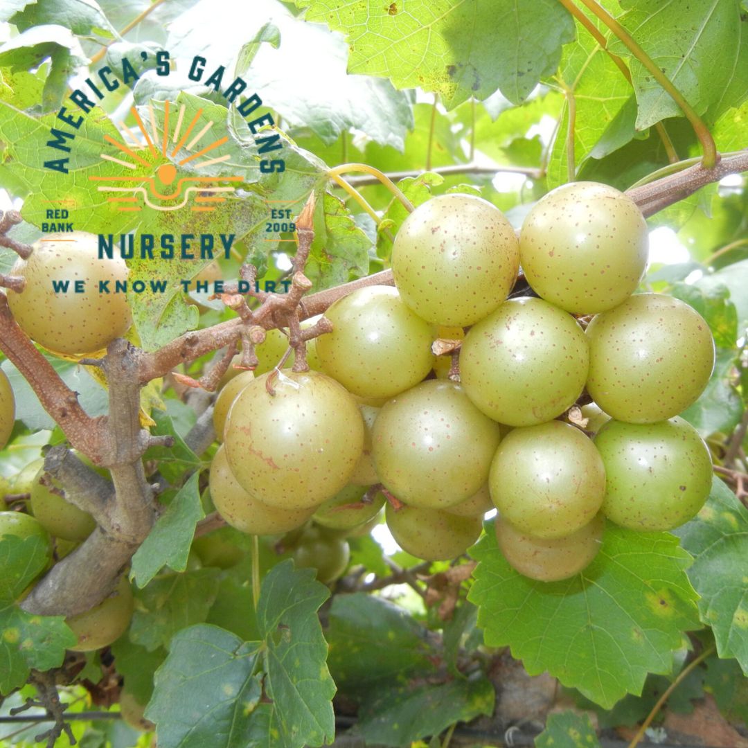 Tara Bronze Muscadine Vine - America's Gardens Nursery