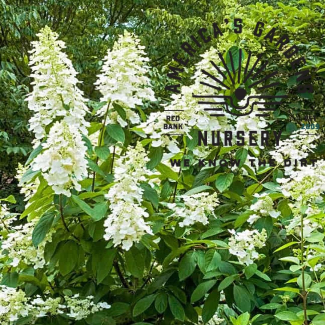Tardiva Hydrangea - America's Gardens Nursery