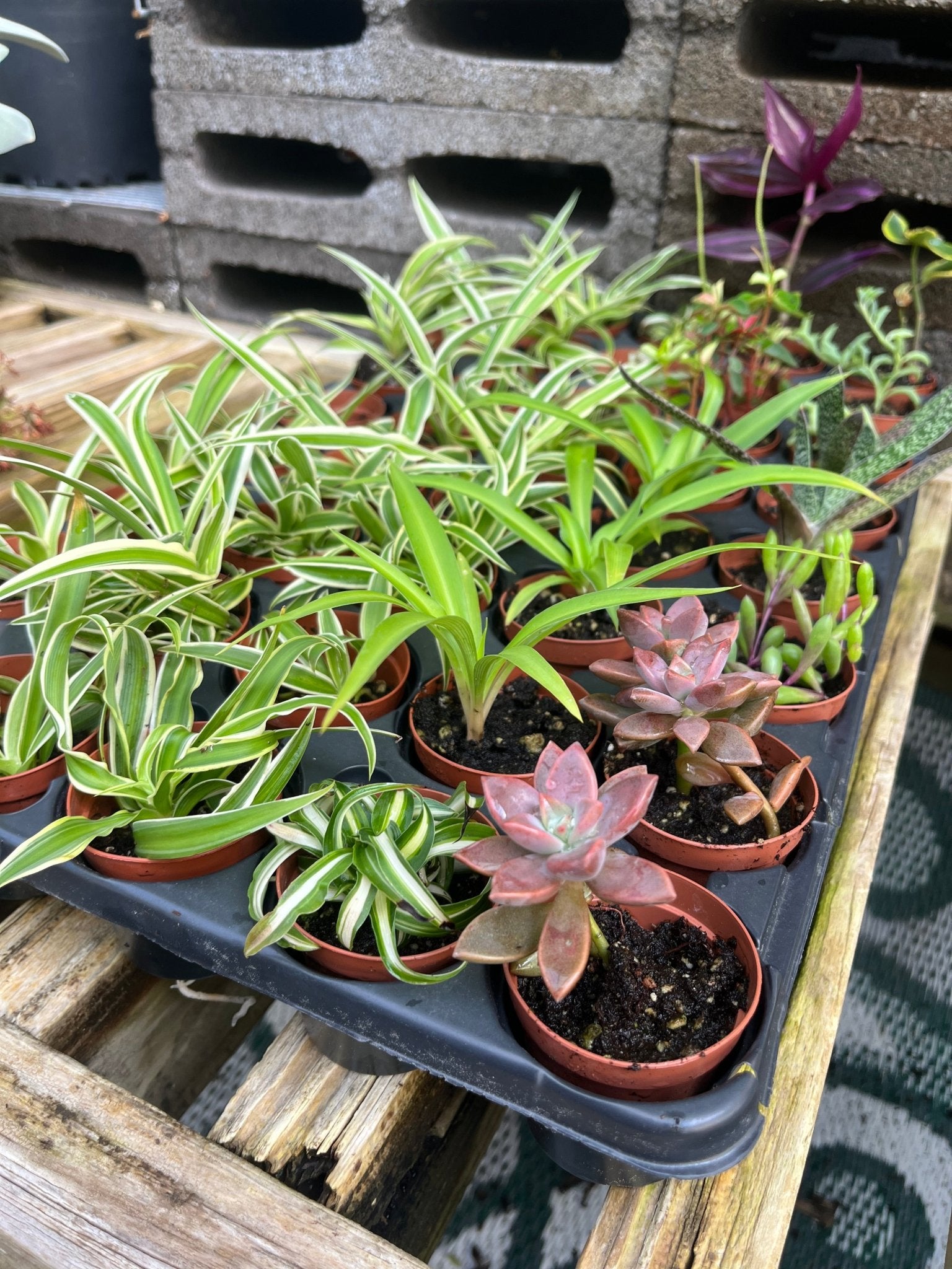 Teeny - Tinies - America's Gardens Nursery
