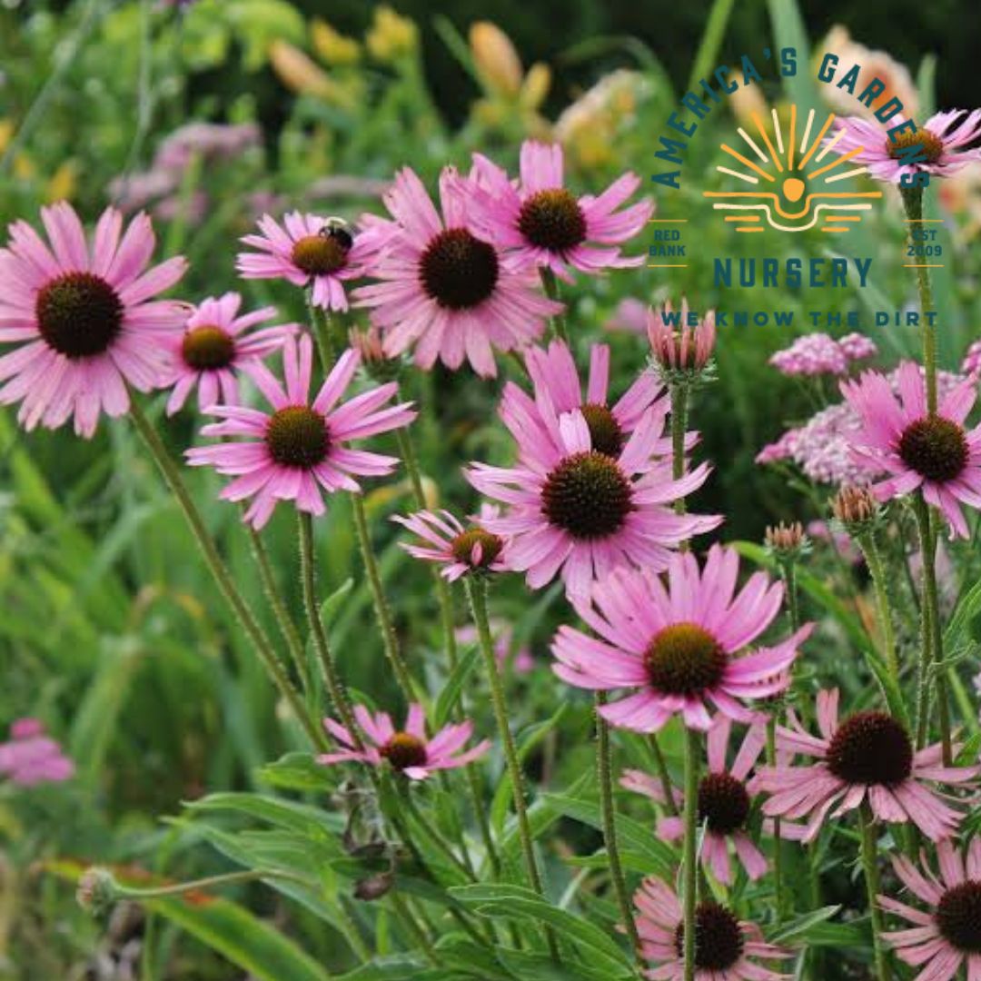 Tennessee Purple Coneflower - America's Gardens Nursery