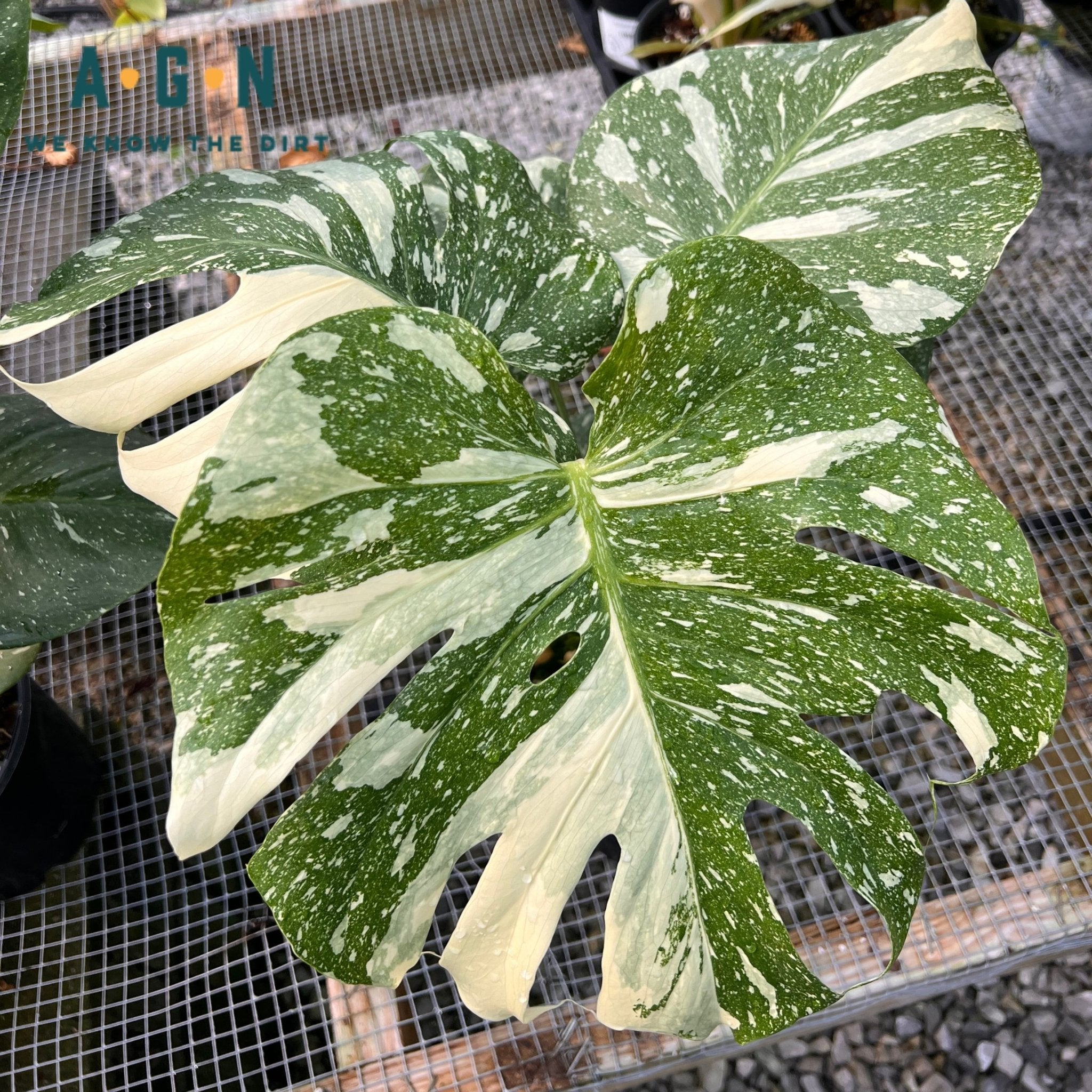 Thai Constellation Monstera - America's Gardens Nursery