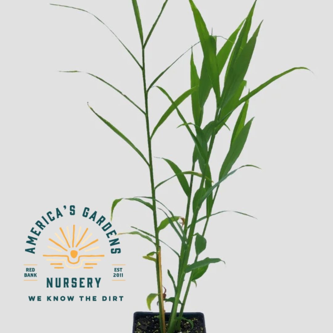 Thai Ginger (edible) - America's Gardens Nursery
