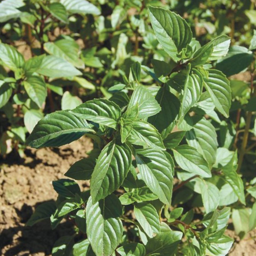 Thai Sweet Basil Plant - America's Gardens Nursery