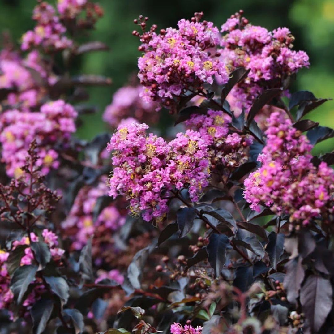 Thunderstruck Lavender Blast Crepe Myrtle - America's Gardens Nursery