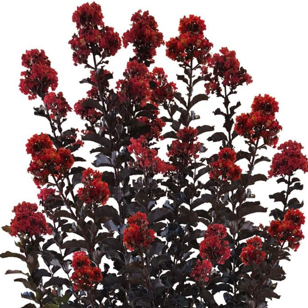 Thunderstruck Rumblin' Red Crepe Myrtle - America's Gardens Nursery
