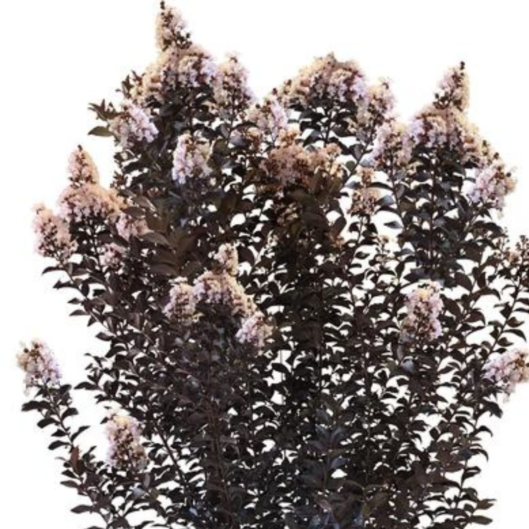 Thunderstruck White Flash Crepe Myrtle - America's Gardens Nursery
