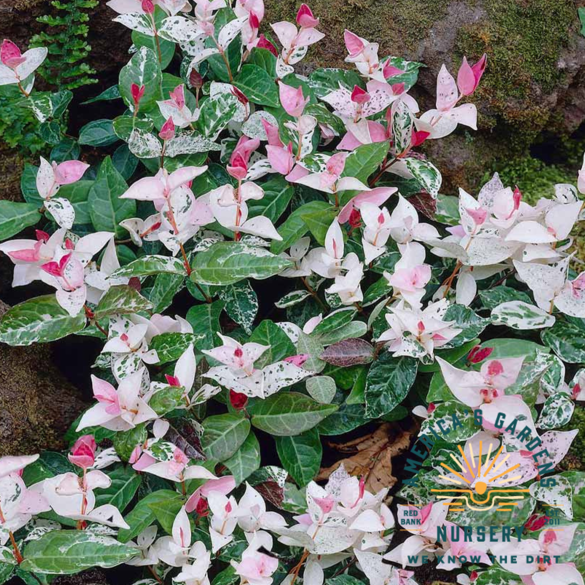 Tricolor Asiatic Jasmine - America's Gardens Nursery