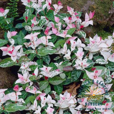 Asiatic Jasmine – America's Gardens Nursery
