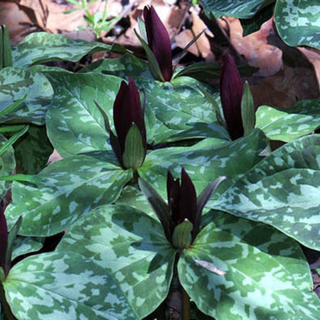 Trillium Sessile (Toadshade) - America's Gardens Nursery