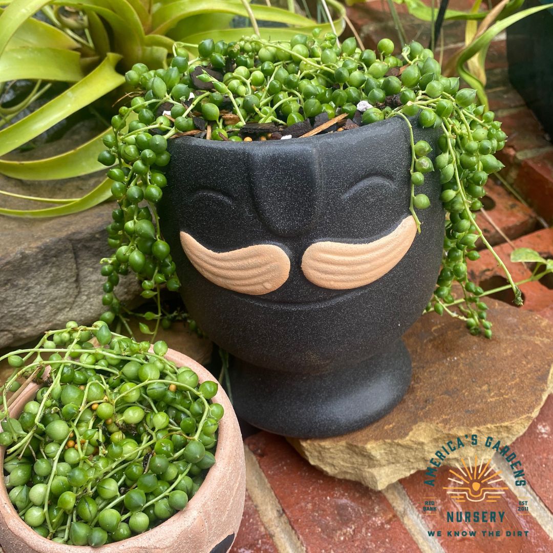 Twain Mustache Cachepot Ceramic Pots - America's Gardens Nursery