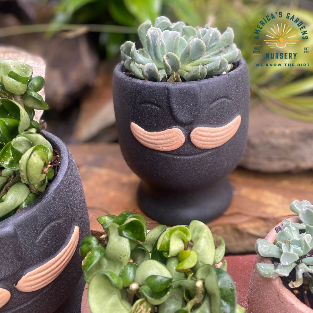 Twain Mustache Cachepot Ceramic Pots - America's Gardens Nursery