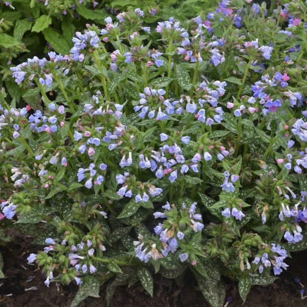 Twinkle Toes Pulmonaria (Lungwort) - America's Gardens Nursery