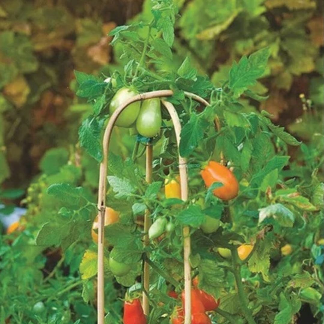 U Shaped Bamboo Trellis' - America's Gardens Nursery