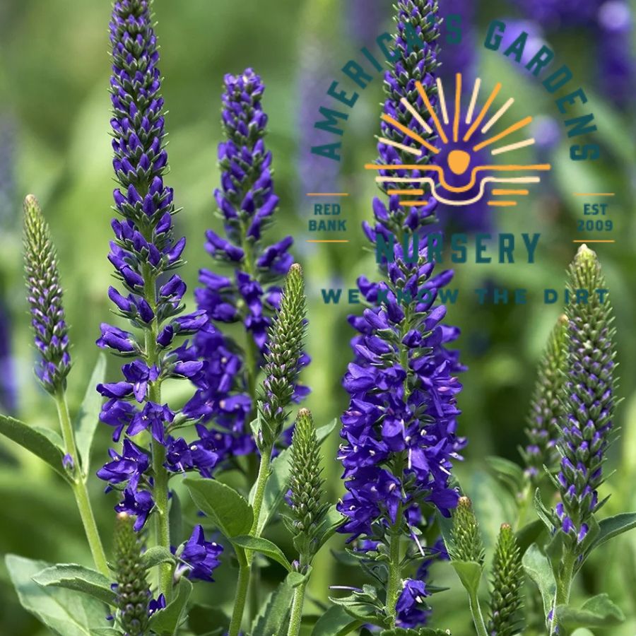 Veronica Vernique - America's Gardens Nursery