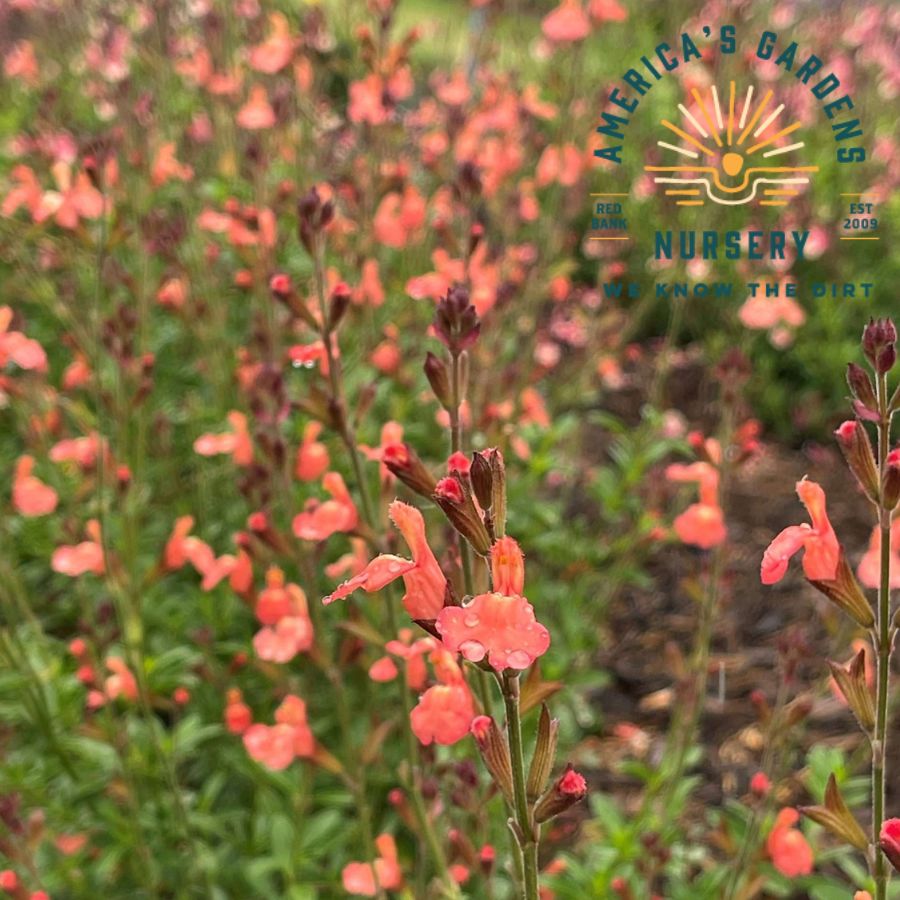 Vibe Salvia Ignition Orange - America's Gardens Nursery