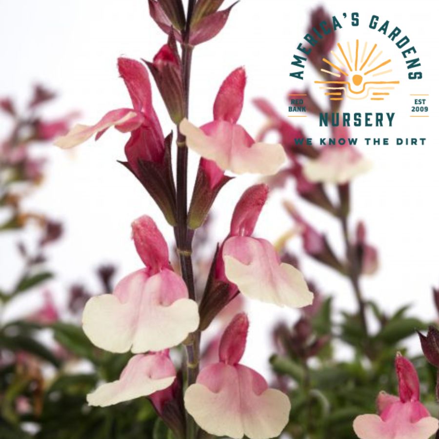 Vibe Salvia Ignition Sunrise - America's Gardens Nursery