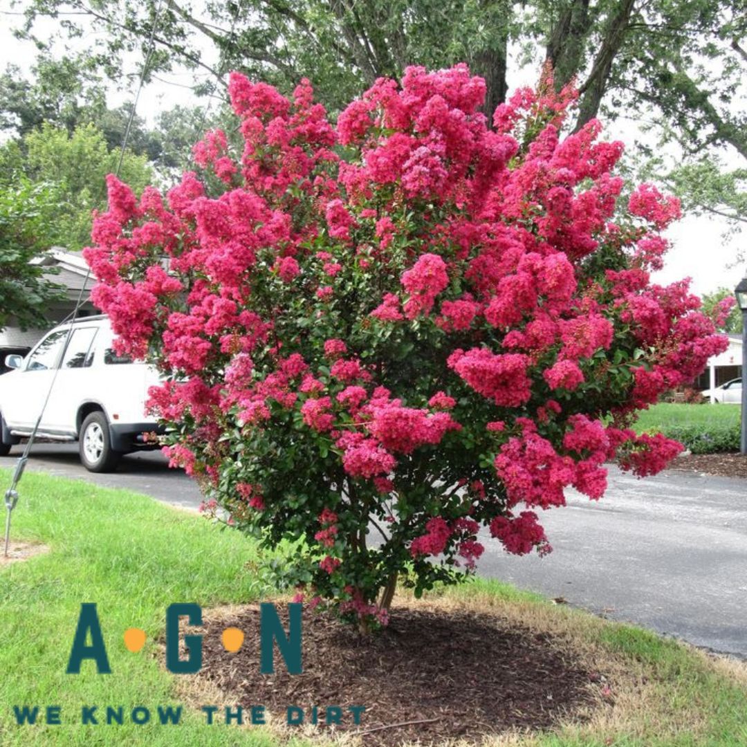 Victor Crepe Myrtle - America's Gardens Nursery