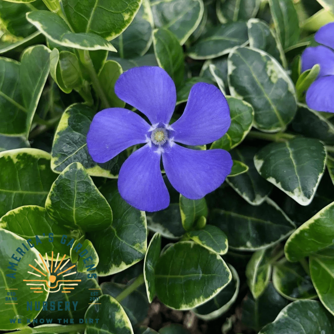 Vinca Minor (Periwinkle), Ralph Shugert - America's Gardens Nursery