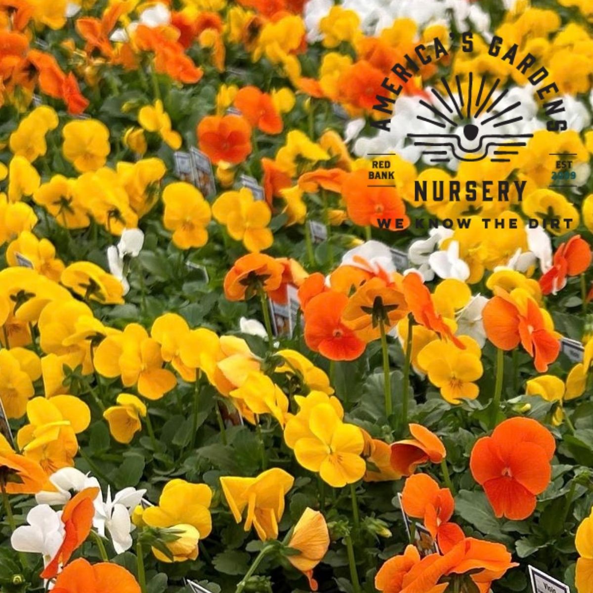 Viola Plants - America's Gardens Nursery