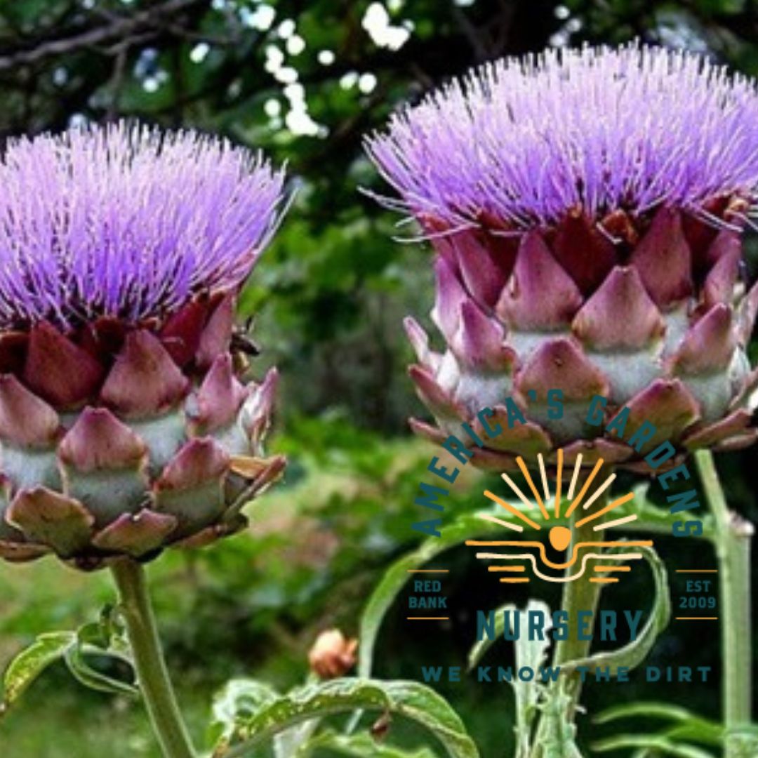Violet de Provence Artichoke Plant - America's Gardens Nursery